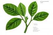 作物胁迫光谱诊断，原理、技术与应用前景